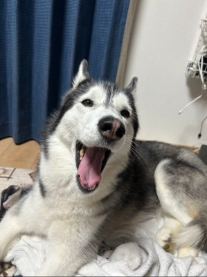 ラニちゃんがあくびをする瞬間3