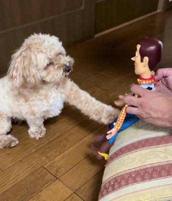渾身のお手!!