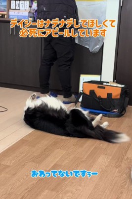 仰向けになって甘えるデイジーちゃん