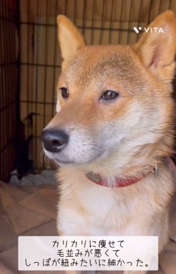 元保護犬のキョロスケくん