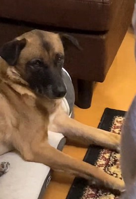 パパが熱唱している時のアキちゃん5