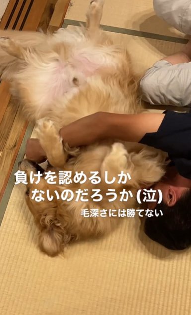 畳に寝転がって遊ぶ男性とゴールデンレトリバー