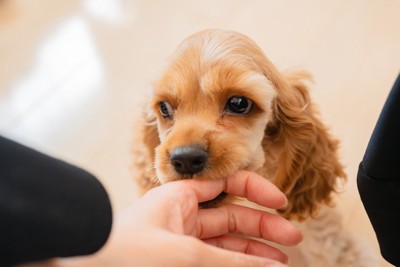 手を甘噛みする犬