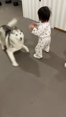 近づく女の子、戦闘態勢になるハスキー