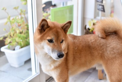 振り返る柴犬