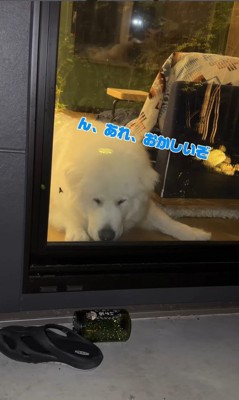 食べられなくて困惑
