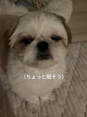 眠そうなちろ君