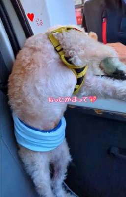 スタッフさんに撫でてもらう犬6