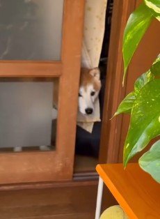 「オヤツだけください…」