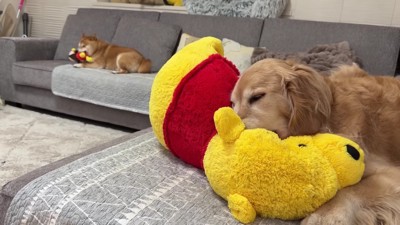 安心して昼寝するおからちゃん