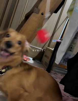 楽しそうに遊ぶ犬