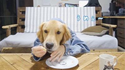 バナナを見る犬