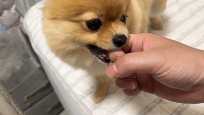 何かを訴えるむぎちゃん6