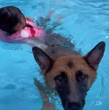 プールで泳ぐジャーマンシェパードドッグにつかまる小さな女の子