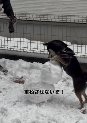 重ねるのを阻止する千幸ちゃん