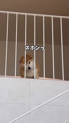 柵の間から頭が抜けた犬