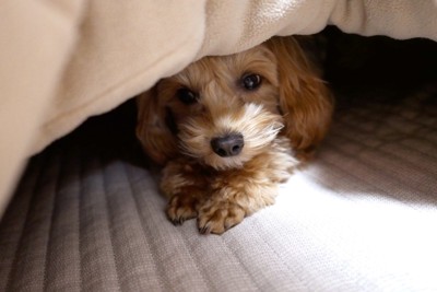 コタツの中にいる犬の顔