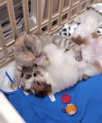 仰向けの子犬を毛繕いする猫