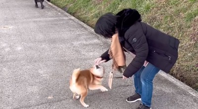 大好きな人に気づいた柴犬