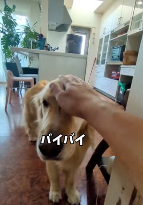 頭を撫でられる大型犬