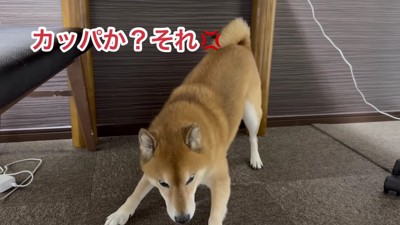 カッパと勘違い！？