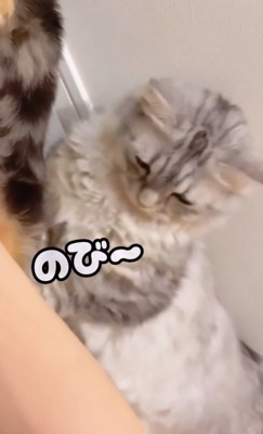 伸びをする猫