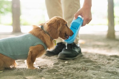 給水ボトルから水を飲む犬