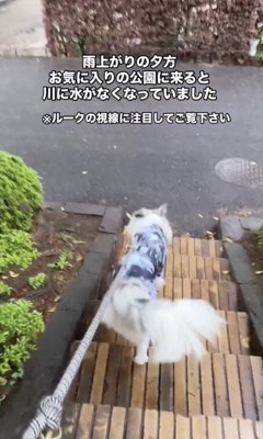 楽しくお散歩中