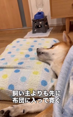 布団から顔だけ出して横になる犬