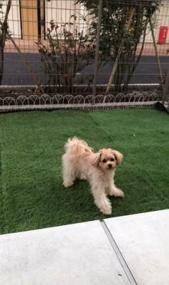 おもちゃを投げた時のベルちゃん3