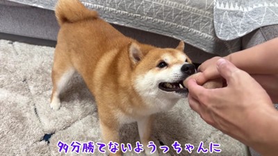 うにくんはボール遊びが大好き!