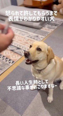 話しかけてくる女性を見つめる犬