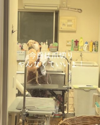 お姉さんにハグ犬「今日は爪切りやんなくていい」
