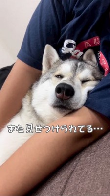 腕枕を見せつけてくるハスキー