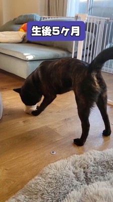 スリッパに鼻を入れる子犬