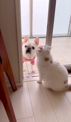 うどん君とあられちゃんの愉快なやり取り6