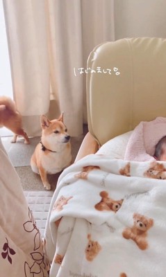 赤ちゃんが来た日のうにちゃん＆きぬ君6