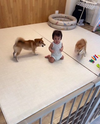 決して息子さんにぶつからない！