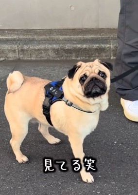 凝視するむさし君