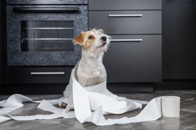 トイレットペーパーにまみれる犬