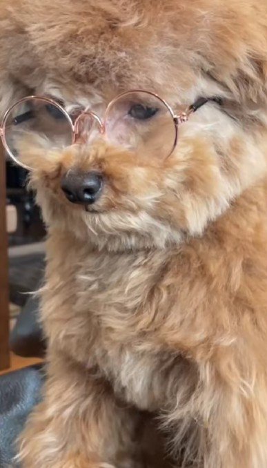 メガネをかけると…