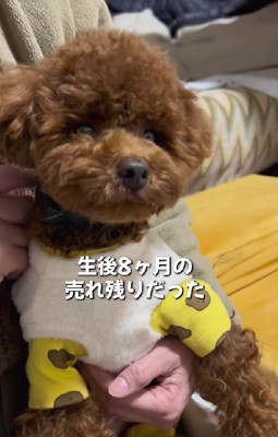 生後8ヶ月のココルちゃん