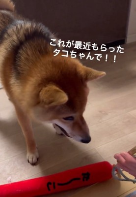 おもちゃを持ってきたはちちゃん