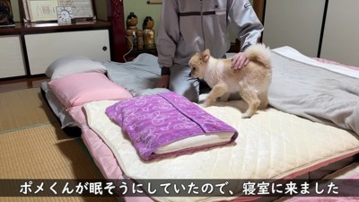 ポメくんと寝室に…