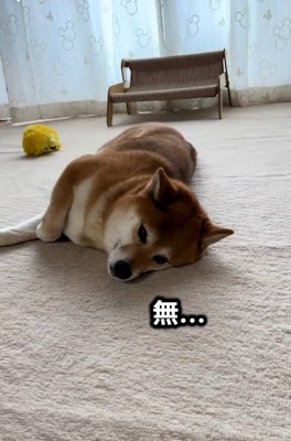 虚無のあんずちゃん