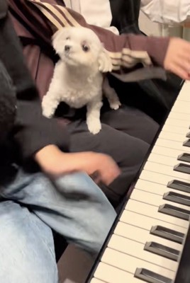 「邪魔はダメよ？」