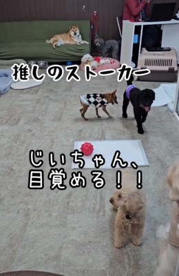 他の犬を追いかけるおじいちゃん犬