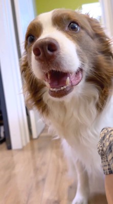 廊下に降りて飼い主を見つめるボーダーコリー