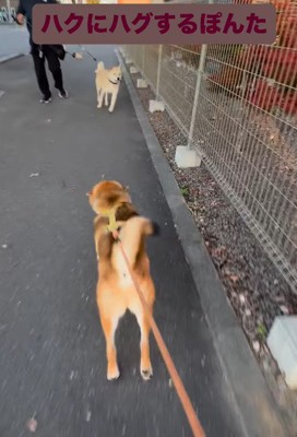 お友達に会った時のぽんた君