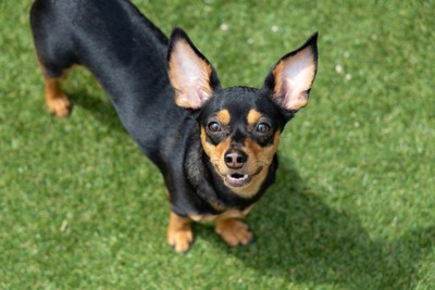 見上げる犬
